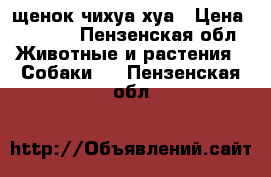 щенок чихуа хуа › Цена ­ 1 000 - Пензенская обл. Животные и растения » Собаки   . Пензенская обл.